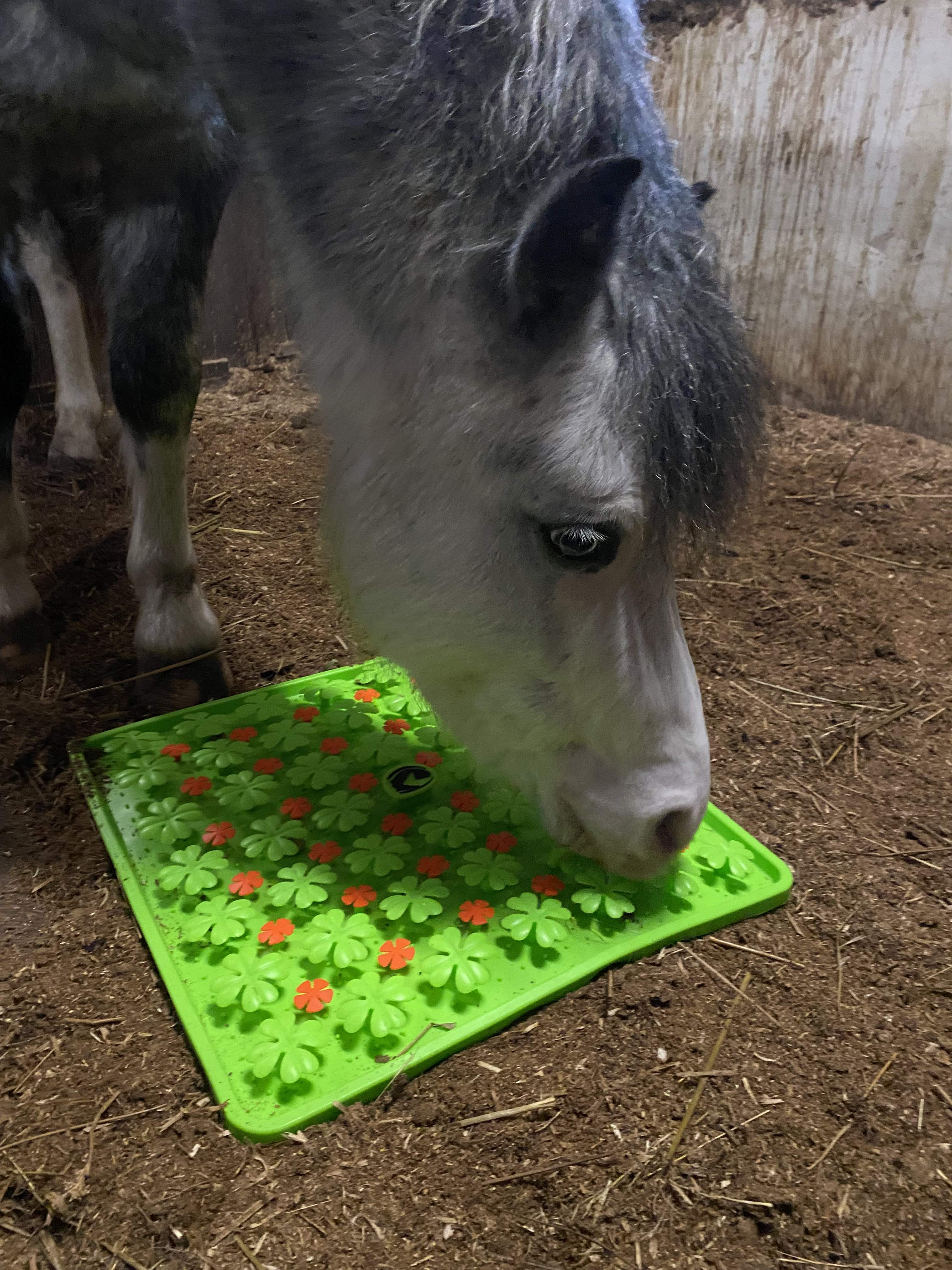 Sterre met Snuffelmat van excellent Horse